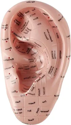 Zdjęcie produktu dla Ohranatomiemodell 17cm für Studien und Labor