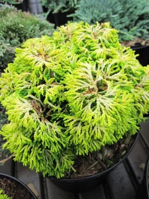 Produktbild von Chamaecyparis obtusa Butterball - Hinoki Scheinzypresse - 15-20