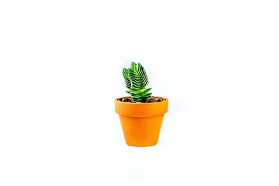 Obrázek produktu pro Gardners Crassula buddhas temple, průměr 6 cm