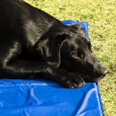 Produktbild von Navaris Kühlmatte Hund Kühldecke Katzen - Abkühlung Kühlmittel für Tiere - Gelmatte für Bett oder Auto - Regulierung der Körpertemperatur -