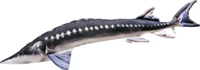 Produktbild von Gaby Kuscheltier Europäische Stör Gigant
