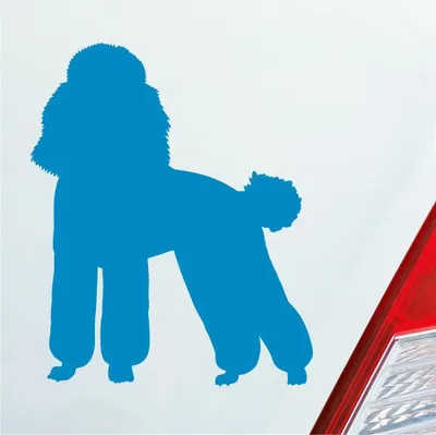 Produktbild von Auto Aufkleber süsser Pudel Hund Dog Tier niedlich Puppy 8x10 cm Hellblau Sticker Heckscheibenaufkleber