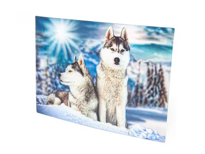 Produktbild von 3 D Ansichtskarte Huskys, Postkarte Wackelkarte Hologrammkarte Bild Haustier Hunde Schlittenhunde