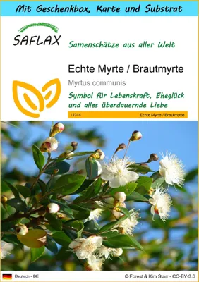 Produktbild von SAFLAX - Geschenk Set - Echte Myrte - Brautmyrte - 30 Samen - Mit Geschenk- / Versandbox, Versandaufkleber, Geschenkkarte und Anzuchtsubstrat - Myrtus communis