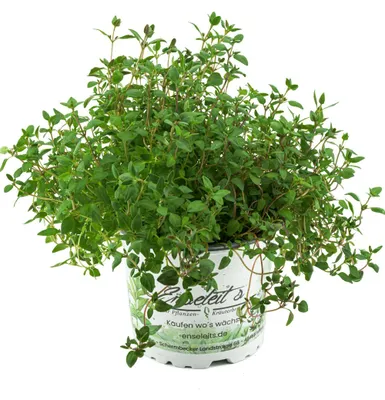 Produktbild von Enseleits Thymian Pflanze, aus Nachhaltigem Anbau, Marktfrische Qualität aus der Gärtnerei !