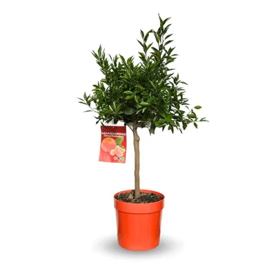 Image de Mandarinier - agrume méditerranéen - arbre fruitier - ↕ 75-85 cm - ⌀ 22 cm