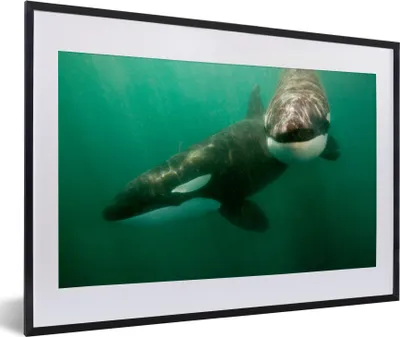 Produktbild von MuchoWow® MuchoWow® Gerahmtes Poster Zwei Orcas im Wasser 60x40 cm - Poster mit zchwarzem Bilderrahmen - Schlafzimmer - Plakat in Rahmen - Drucken