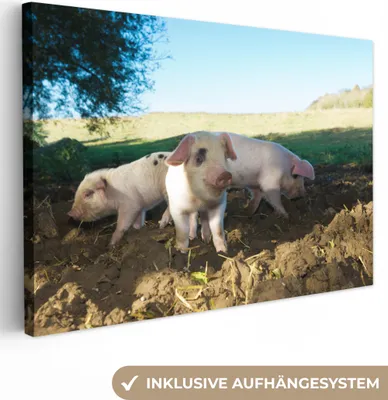 Produktbild von OneMillionCanvasses® - Leinwandbilder - 150x100 cm, Schweine - Tiere - Landschaft, Wandbilder Kunstdruck Wanddekoration