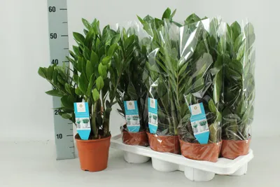 Zdjęcie produktu dla Zamioculcas Zamiifolia - 45-55cm - Ø14cm - Roślina doniczkowa - Zimozielony