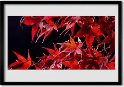 Produktbild von Bild 70x50 MDF-Rahmen Wandkunst Blätter Natur Pflanze