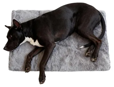 Produktbild von Rutschfester Hundekissen für Haustiere