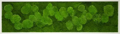 Produktbild von Moosbild 140x40cm 50% Flachmoos/ 50%Kugelmoos (weiß)