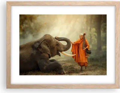 Produktbild von Gerahmtes Poster - Rahmen in heller Eiche - Elefant Mönch Stoßzahn - 40x30 cm - Wand Bild - Wanddeko - Wandbilder - Wandposter - Bilderrahmen - Bilder - Kunstdruck - Wandbild - P2NAA40x30-3484