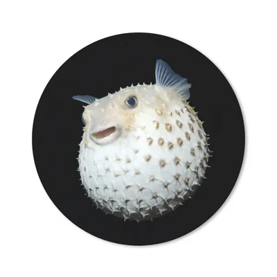 Produktbild von MuchoWow® Mauspad Mousepad Fische - Meerestiere - Porträt 40x40 cm - Mousepads - Maus Mat - Pad - Mausunterlage - Schreibtisch Accessoires