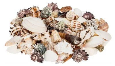 Muschelmix Large, ca. 0,5 kg große Muscheln und Schneckenhäuser