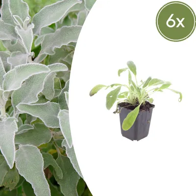Immagine prodotto di Stachys byzantina | 6 pezzi - 10-25cm - Ø9cm - Pianta da giardino