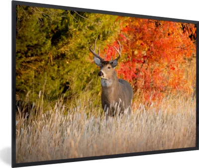 Produktbild von MuchoWow® MuchoWow® Gerahmtes Poster Hirsche - Geweihe - Wald 90x60 cm - Poster mit zchwarzem Bilderrahmen - Fotorahmen - Foto-Plakat