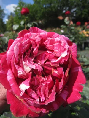 Produktbild von Rosa Berthe Morisot ® - Strauchrose - Duft+++ - Delbard-Rose