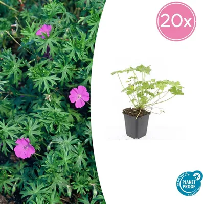 Obrázek produktu pro Pudopokryvné rostliny - Geranium sanguineum 'Tiny Monster' - 9cm kvetinác - sada 24 rostlin