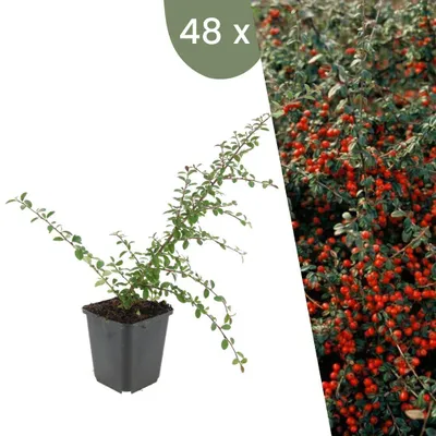 Image de Plants by Frank | 48 Plantes de cotoneaster | Cotoneaster suecicus 'Coral Beauty' | Couvre-sol rustique | Vivaces rustiques | Plantes de jardin