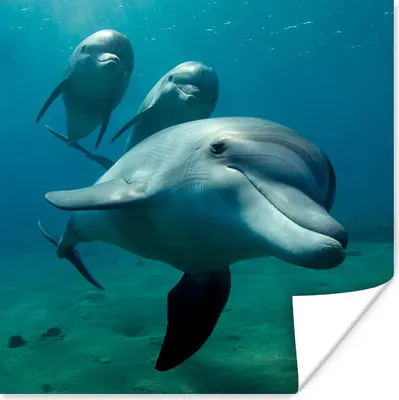 Produktbild von MuchoWow® Poster Wasser - Delphin - Blau 100x100 cm - Babyzimmer