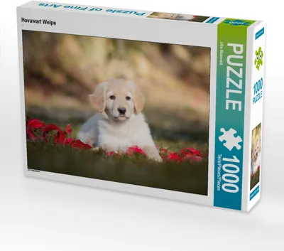 Produktbild von CALVENDO Puzzle Hovawart Welpe | 1000 Teile Lege-Größe 64x48cm Foto-Puzzle für glückliche Stunden