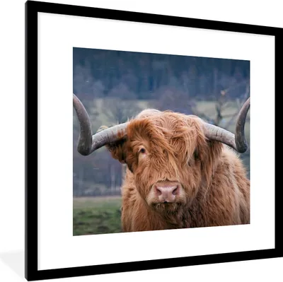 Produktbild von MuchoWow® Gerahmtes Poster Schottischer Highlander - Kuhkopf - Landschaft - Natur - Kuh 40x40 cm - Poster mit Schwarzem Bilderrahmen Wandposter Rahmen Foto Bilder - Poster - Plakat im Rahmen