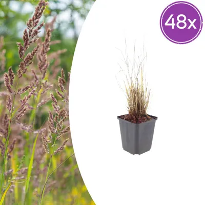 Immagine prodotto di Calamagrostis brachytricha | 48 pezzi - 10-25cm - Ø9cm - Pianta da giardino