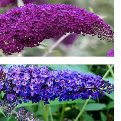 Immagine prodotto di 2 x Buddleja (lilla estiva): Empire Blue + Pink Delight - blu/rosa, perenne e resistente - Buddleia | 2 vasi da 2 litri