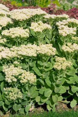 Produktbild von Sedum spectabile 'Stardust', Fetthenne, weißblühend, ca. 9x9 cm Topf