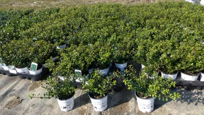Produktbild von 100 Stück Ilex crenata Stokes Heckenpflanze Buchsbaum Ersatz winterhart + robust