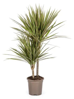 Zdjęcie produktu dla Dracaena Marginata Bicolor - 50-70cm - Ø17cm - Roślina doniczkowa - Zimozielony