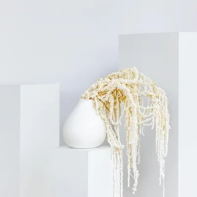 Immagine prodotto di Amaranto - Fiore essiccato (circa 30 cm) - Amaranto "coda di volpe" bianco naturale