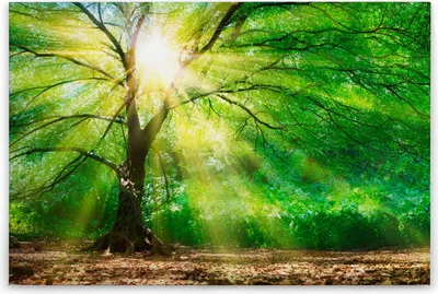 Produktbild von Leinwandbild Bäume Wald 60 x 90 cm - Wandbild Grün Braun - Keilrahmen Natur Wohnzimmerdeko Wanddeko Wandgemälde