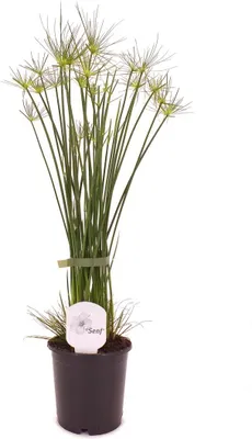 Produktbild von Zyperngras Cyperus Haspan 60 cm - Zwergpapyrus Zimmerpflanze für Wohnraum & Büro | Langlebig, pflegeleicht, Luftreiniger, ideal für Anfänger
