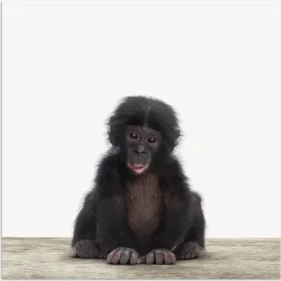 Produktbild von MuchoWow® Poster Kind - Affe - Schimpanse - Babytiere - Jungen - Mädchen 75x75 cm - Wand Dekoration