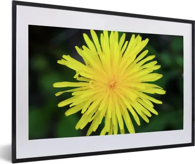 Produktbild von MuchoWow® Gerahmtes Poster Makro - Sonnenblume - Gelb 60x40 cm - Poster mit Schwarzem Bilderrahmen Wandposter Rahmen Foto Bilder - Schlafzimmer - Plakat in Rahmen - Drucken