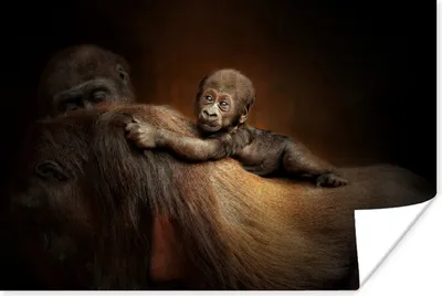 Produktbild von MuchoWow® Poster Tiere - Affe - Porträt 60x40 cm - Schlafzimmerdekoration