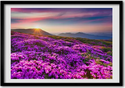 Produktbild von Bild - Bilder - Bilderrahmen - 70 cm x 50 cm - MDF-Rahmen, Wandkunst Blumen in den Bergen