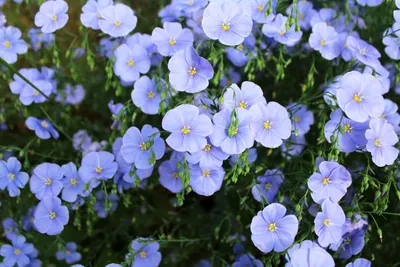Produktbild von 2000 Samen Blauer Lein (Linum perenne) – Mehrjährige Wildblume & Bienenweide | Zarte, himmelblaue Blüten für Blumenwiese, Naturgarten & Staudenbeet