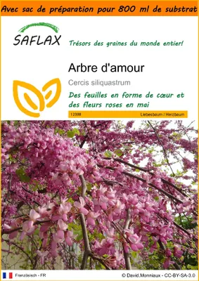 Image de SAFLAX Garden in the bag - Arbre d'amour - 60 graines - Cercis