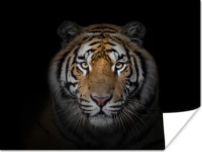 Produktbild von MuchoWow® Poster Tiger - Wildtiere - Porträt - Schwarz - Tiere 120x90 cm - Wandbild