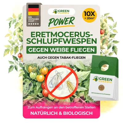 Produktbild von Eretmocerus Schlupfwespen gegen weiße Fliegen & Tabakfliegen - 10 Karten für 50 m² - Weiße Fliegen bekämpfen, Tabakfliegen bekämpfen, natürlich