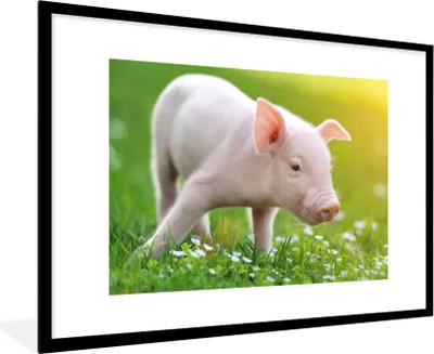 Produktbild von MuchoWow® Gerahmtes Poster Tiere - Ferkel - Schwein 90x60 cm - Poster mit Schwarzem Bilderrahmen Wandposter Rahmen Foto Bilder - Wanddekoration - Fotos