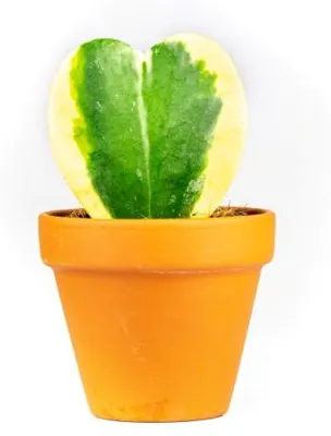 Obrázek produktu pro Gardners Hoya kerrii bicolor, průměr 6 cm