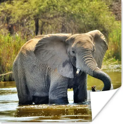 Produktbild von MuchoWow® Poster Badender Elefant 100x100 cm - Babyzimmer