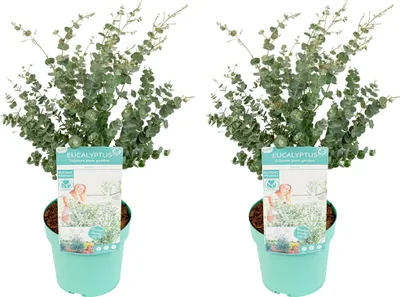 Zdjęcie produktu dla Bloomique - Zestaw 2 szt. - Eucalyptus Gunnii Azura - Roślina eukaliptusowa - Rośliny ogrodowe - Odporne na zimę - Wysokość 40-60 cm - Doniczka 19 cm