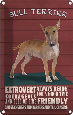 Produktbild von vianmo Blechschild 18x12 cm Bullterrier Hund always ready Tier Haustier