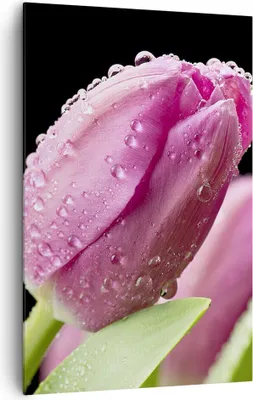 Produktbild von Bild auf Leinwand - Leinwandbild - Einteilig - Tulpe Blumen Tau - 80x120cm - Wand Bild - Wanddeko - Wandbilder - Leinwanddruck - Wanddekoration - Leinwand bilder - Wandbild - PA80x120-2483