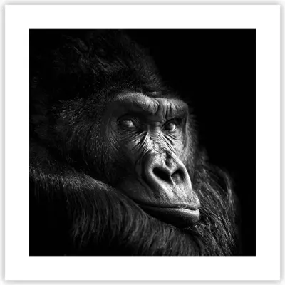 Produktbild von Poster - Poster ohne Rahmen - Affe Gorilla Porträt - 40x40 cm - Wand Bild - Wanddeko - Wandbilder - Kunstposter - Wandposter - Bilder - Kunstdruck - Wanddekoration - Wandbild - P2XAC40x40-5007